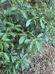 Pittosporum pentandrum