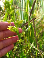 Habenaria pentadactyla