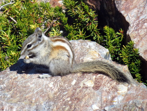 Alpine Chipmunk