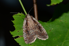 Eueretagrotis attentus