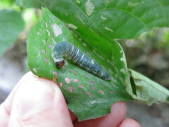 Quadrus cerialis