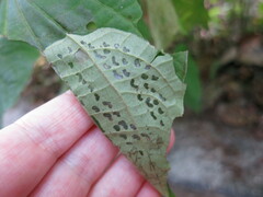 Quadrus cerialis