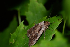 Eueretagrotis attentus