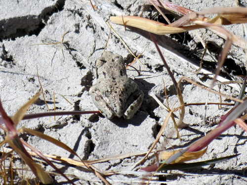 iNaturalist observation photo of Pacific chorus frog