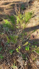 Eupatorium leptophyllum
