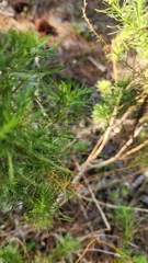 Eupatorium leptophyllum