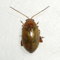 Aphthona