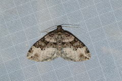 Xanthorhoe lacustrata