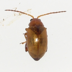 Aphthona