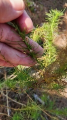 Eupatorium leptophyllum