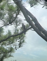 Accipiter rufitorques