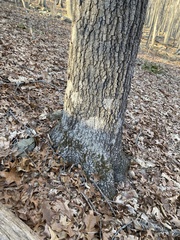 Aleurodiscus oakesii