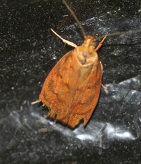 Pycnozancla