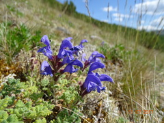 Dracocephalum palmatum