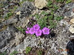 Dianthus repens