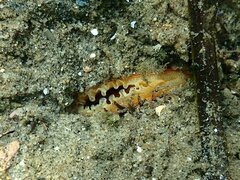 Modiolinae