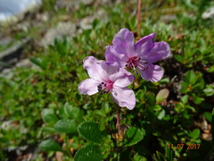 Rhododendron redowskianum