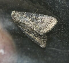 Condica illecta