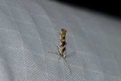 Argyresthia calliphanes
