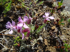 Silene linnaeana