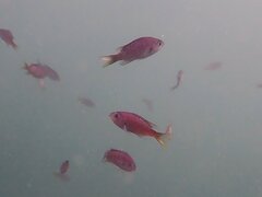 Chromis punctipinnis