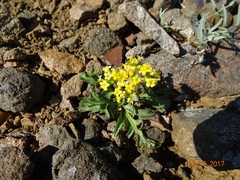 Patrinia sibirica
