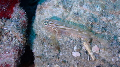 Coryphopterus tortugae