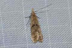 Dichomeris punctipennella