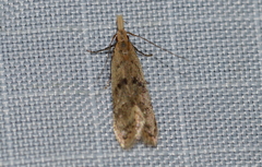 Dichomeris punctipennella