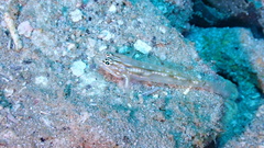 Coryphopterus tortugae