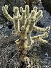 Cylindropuntia
