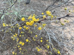 Vachellia schaffneri bravoensis