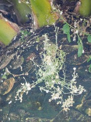 Gnaphalieae
