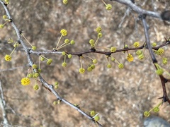 Vachellia schaffneri bravoensis