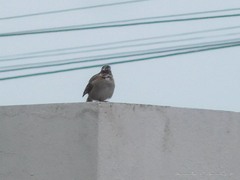 Zonotrichia capensis