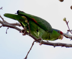 Amazona finschi × viridigenalis