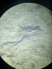 Gymnothorax pictus