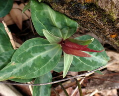 Trillium underwoodii