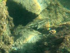 Paralabrax nebulifer