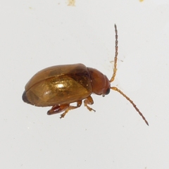 Aphthona