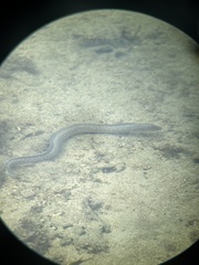 Gymnothorax pictus