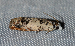 Eucosma ornatula