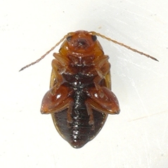 Aphthona