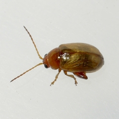 Aphthona