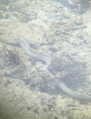 Gymnothorax pictus
