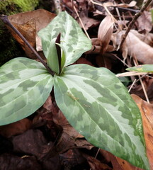 Trillium underwoodii