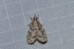 Scoparia basalis