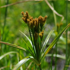 Cyperus prolixus