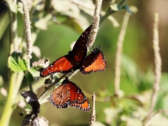 Danaus