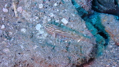 Coryphopterus tortugae